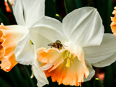 orange and black fly perched on white and orange petaled flower closeup photography thumbnail
