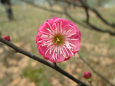 Plum Garden, Castle Peak Park thumbnail
