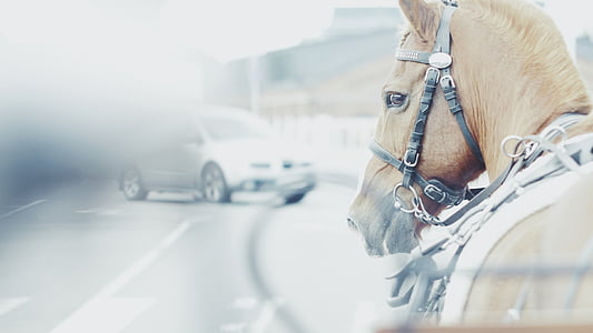 selective focus photography of brown horse thumbnail