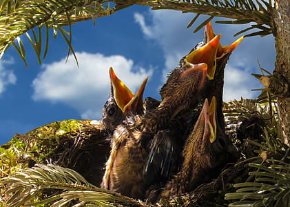 four black and yellow bird on nest thumbnail
