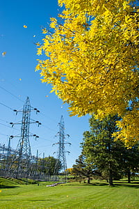 yellow leafed tree during daytime thumbnail