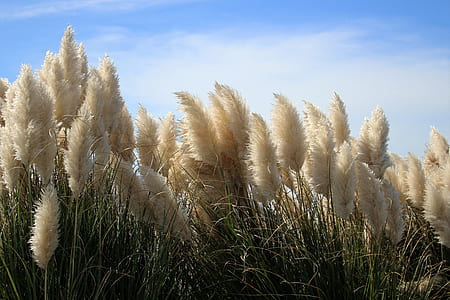 nature, sky, clouds, field thumbnail