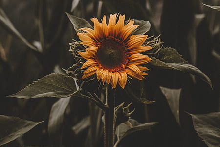 photo of yellow sunflower thumbnail