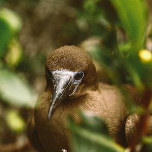 close-up photography of brown booby bird standing between plants thumbnail