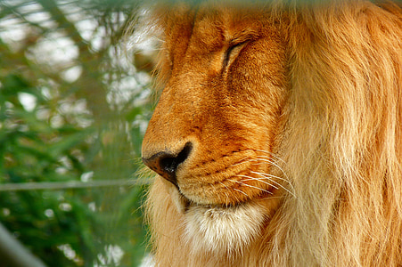 close-up photography of brown lion thumbnail