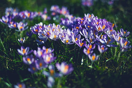 Purple and White Petaled Flowers thumbnail