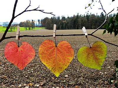 selective focus photography of three hanged brown leaves thumbnail