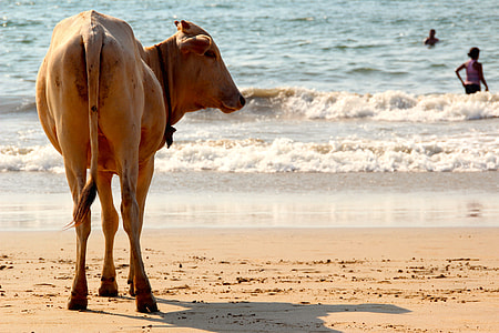 brown cow beside body of water thumbnail