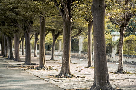 Green Trees on Road thumbnail