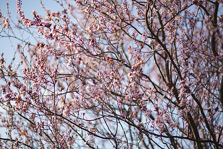 Pink spring flowers thumbnail