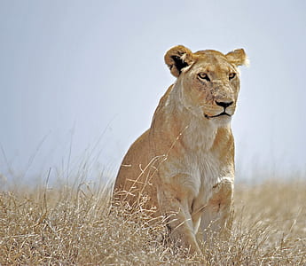 depth photography of lion thumbnail