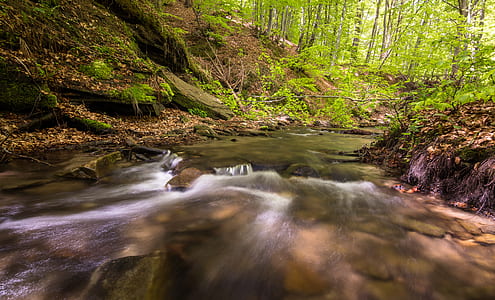 wood, landscape, nature, water thumbnail