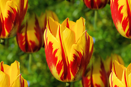 yellow-and-red petaled flowers thumbnail