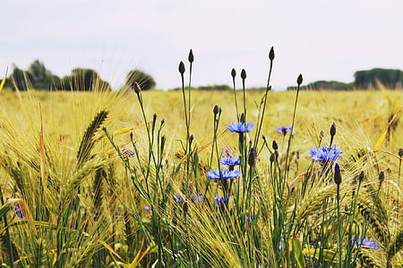 purple cornflowers in bloom beside green wheat grass thumbnail