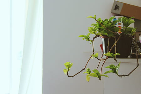 green leafed plants in black ceramic pot thumbnail