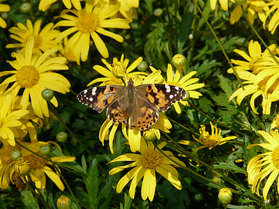 Gold Eye Daisy, Yellow Strauchmargerite thumbnail