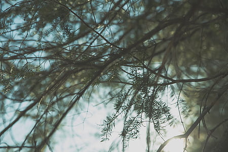 worm's-eye view photography of green leafed tree thumbnail