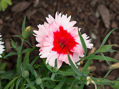 closeup photography of red and pink petaled dianthus flower in bloom thumbnail