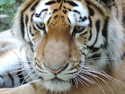 macro photography of brown, white, and black bengal tiger thumbnail