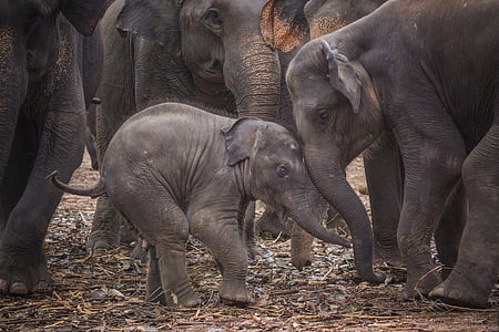 group of elephant standing on dried grasses thumbnail