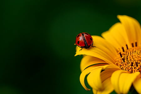 red ladybug perching on yellow flower thumbnail