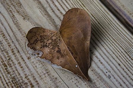 brown leaf on brown surface thumbnail