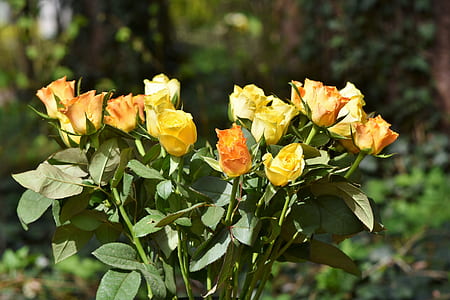 yellow and orange roses in selective focus photography thumbnail