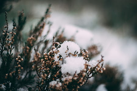 Close-up Photography of Frozen Flower thumbnail