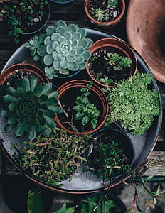 green leaf plants with pots thumbnail
