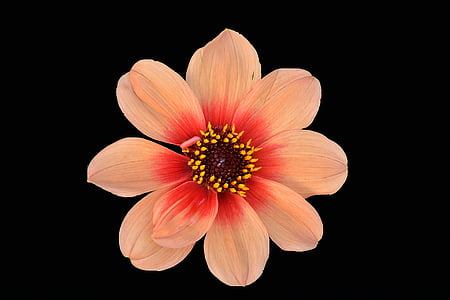 selective focus photography of orange petaled flower thumbnail