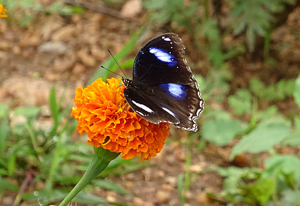 Danaid Eggfly, Tropical Butterfly thumbnail