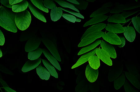 green-leafed plant thumbnail