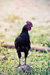 ayam cimani chicken on stone thumbnail
