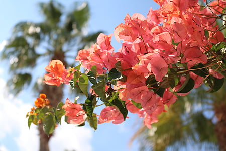 closeup photography of pink petaled flowers thumbnail