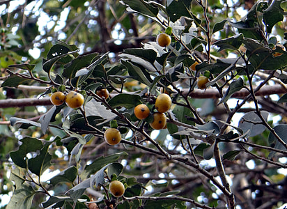 East Indian Ebony, Diospyros Melanoxylon thumbnail