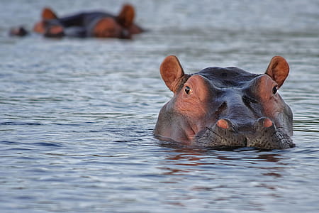 Hippopotamus in Africa thumbnail