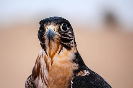 black and brown bird thumbnail