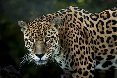 selective focus photography of tiger thumbnail