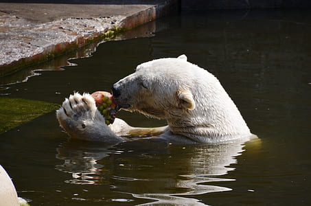 polar bear in body of water eating fruit thumbnail