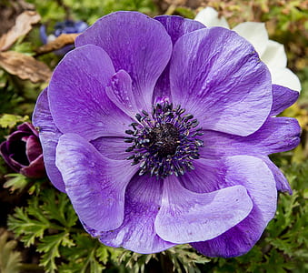 closeup photography of lavender petaled flower at daytime thumbnail