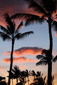 silhouette of coconut trees under orange sky thumbnail