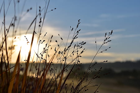 brown grass under sky thumbnail