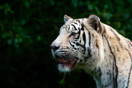 nature, animal, blur, big thumbnail