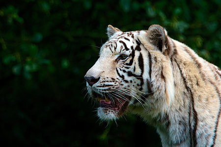 shallow focus photography of tiger during daytime thumbnail