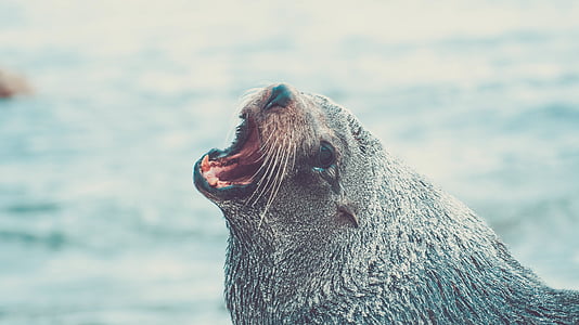 roaring black sea lion thumbnail
