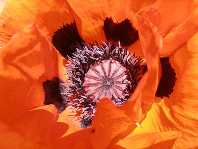 orange petaled flower closeup photo thumbnail