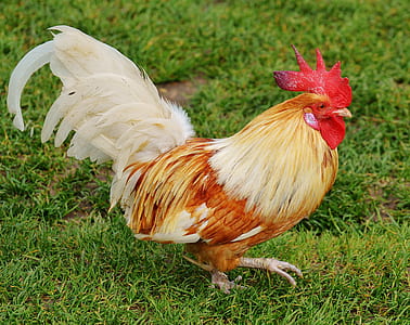 brown and white rooster thumbnail