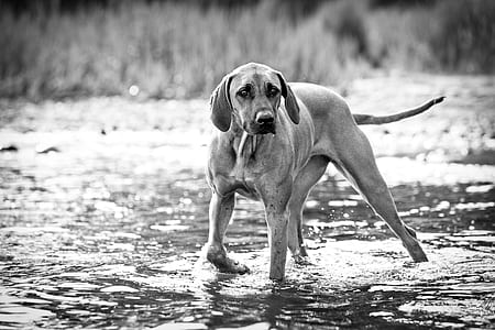 dog walking on river during daytime thumbnail