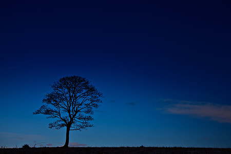 silhouette of lone tree thumbnail