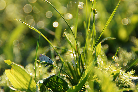 green leafed plant thumbnail
